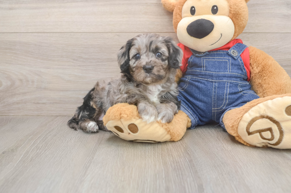 5 week old Cavapoo Puppy For Sale - Puppy Love PR