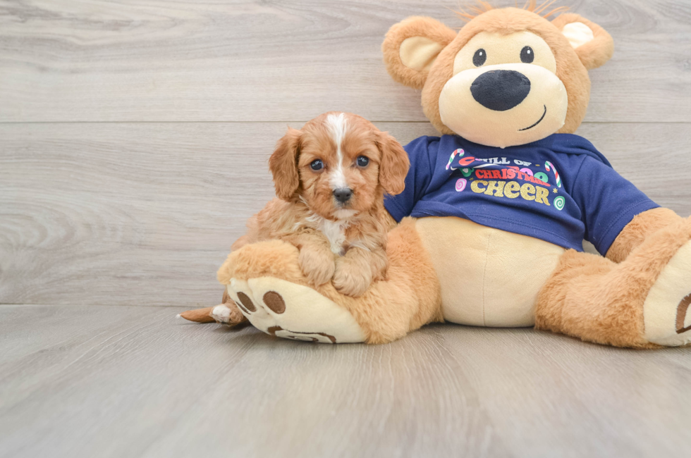 5 week old Cavapoo Puppy For Sale - Puppy Love PR