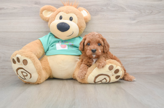 Cavapoo Pup Being Cute