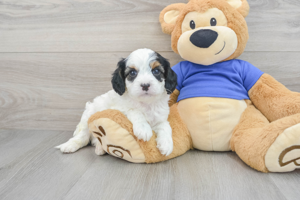 Cavapoo Puppy for Adoption
