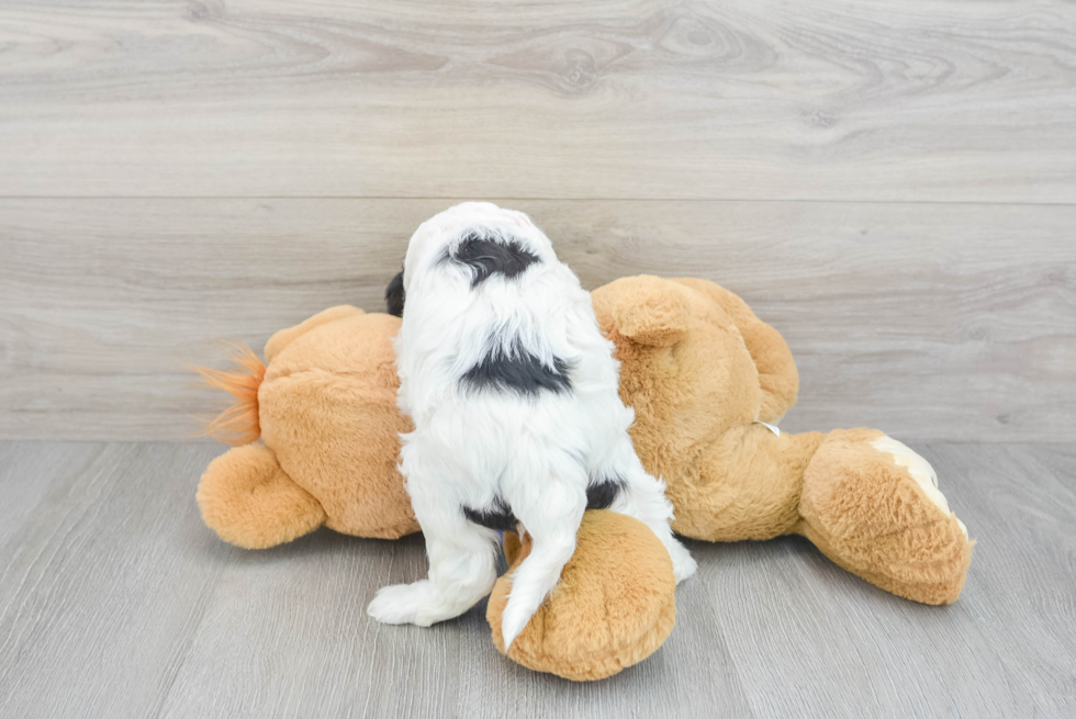 Cavapoo Pup Being Cute