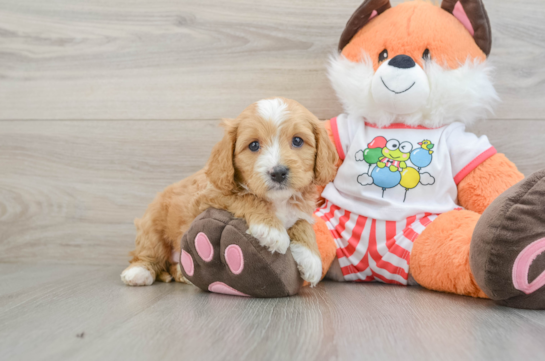 Hypoallergenic Cavadoodle Poodle Mix Puppy