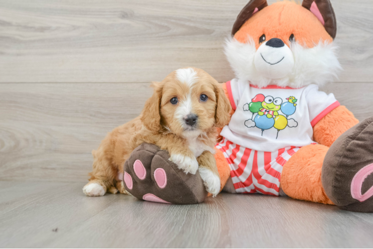 Meet Rover - our Cavapoo Puppy Photo 1/3 - Puppy Love PR Hypoallergenic Cavadoodle Poodle Mix Puppy