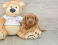 8 week old Cavapoo Puppy For Sale - Puppy Love PR