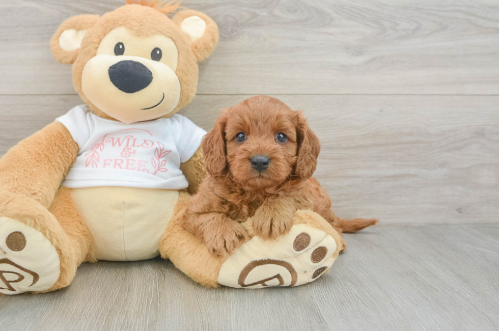 6 week old Cavapoo Puppy For Sale - Puppy Love PR