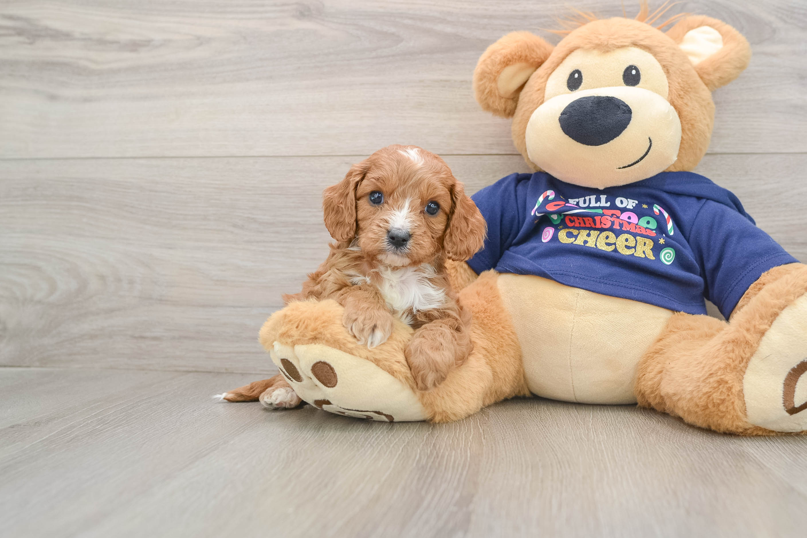 Little Cavipoo Poodle Mix Puppy