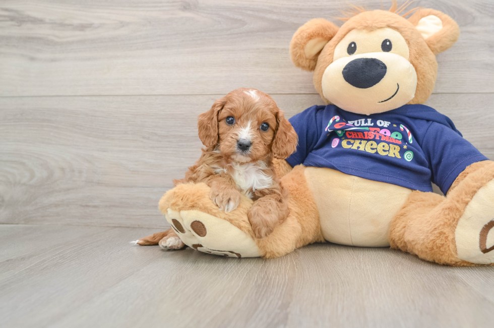 5 week old Cavapoo Puppy For Sale - Puppy Love PR