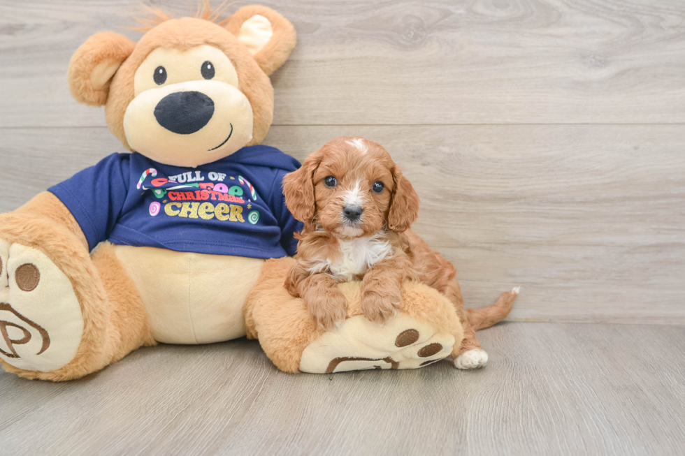 Happy Cavapoo Baby