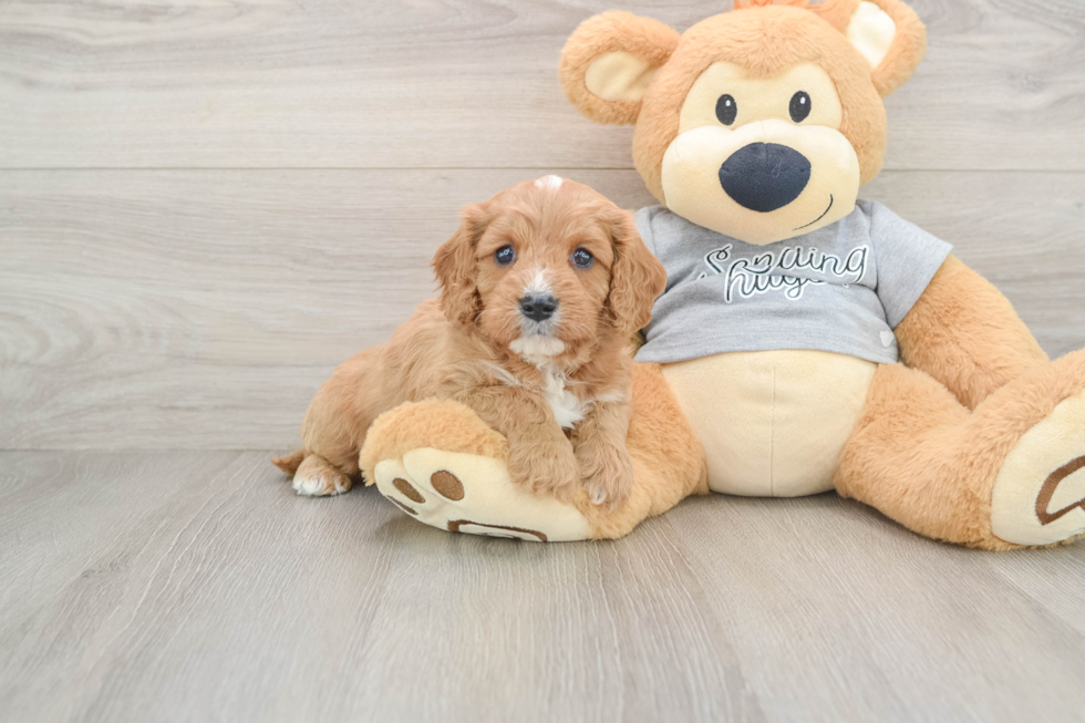 Cavapoo Pup Being Cute