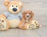 9 week old Cavapoo Puppy For Sale - Puppy Love PR