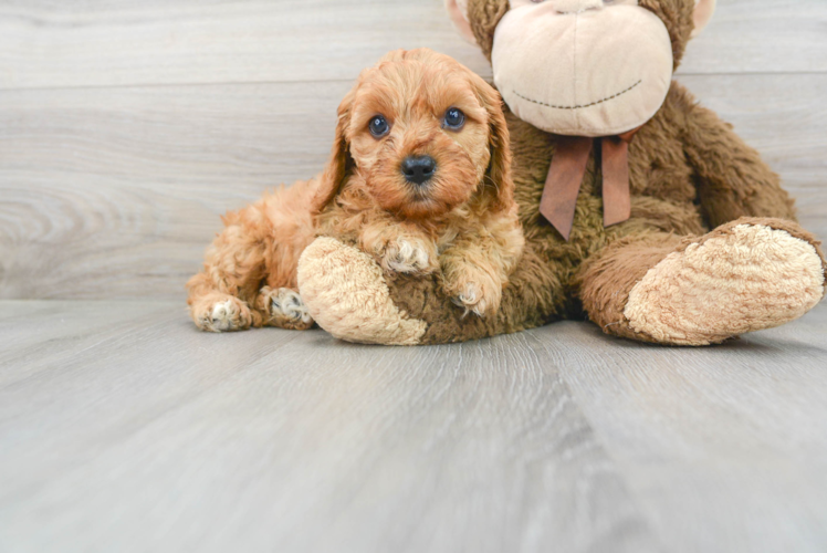 Cute Cavoodle Poodle Mix Puppy