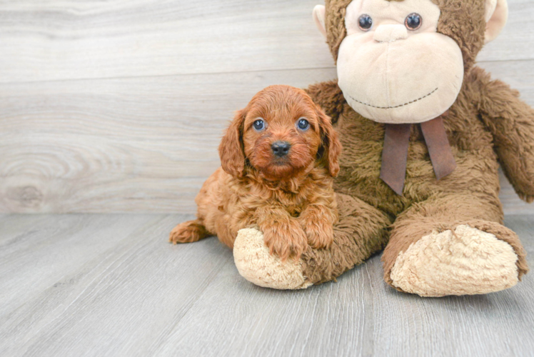 Cavapoo Puppy for Adoption