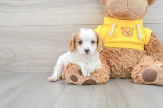 Friendly Cavapoo Baby