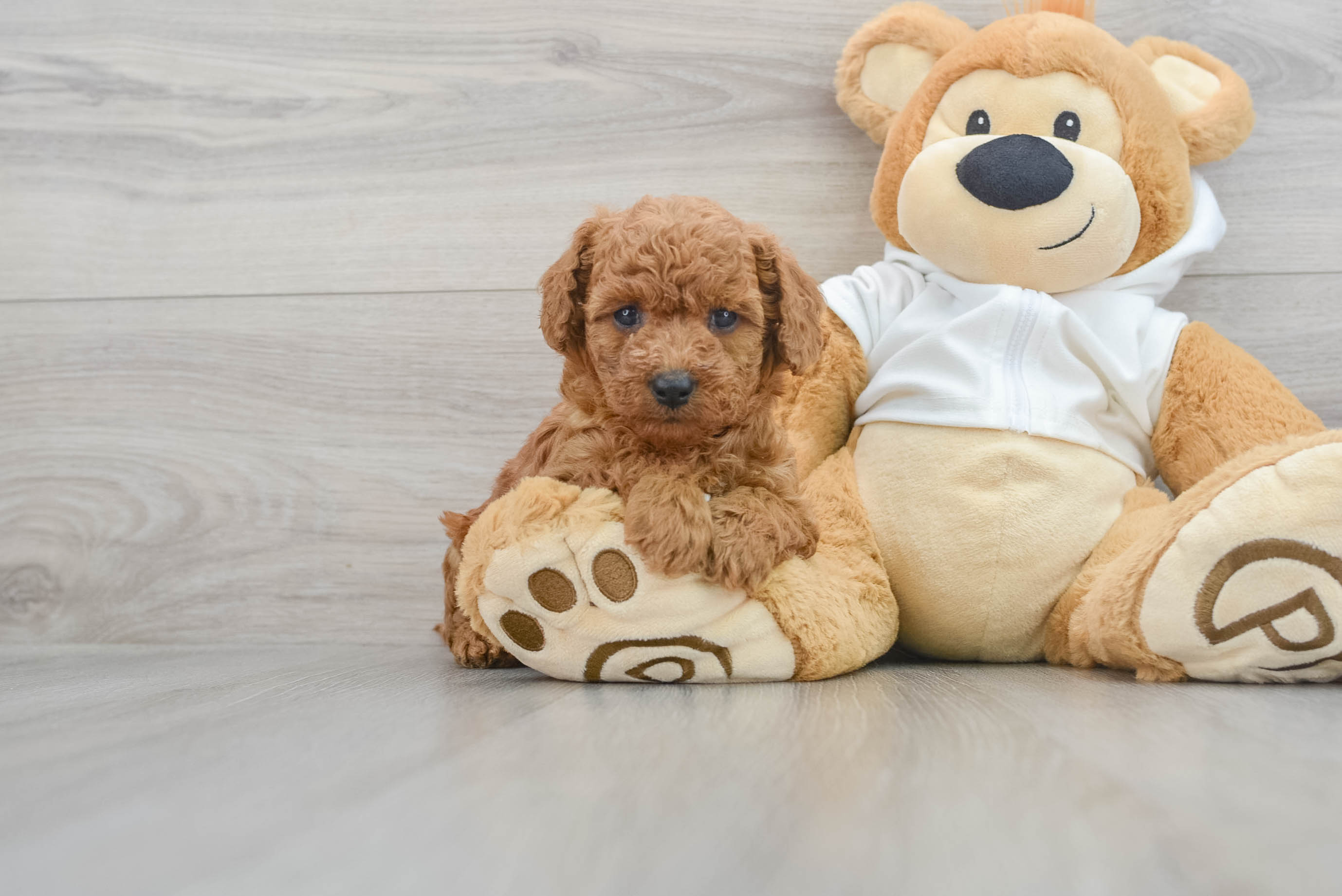 Best Cavapoo Baby
