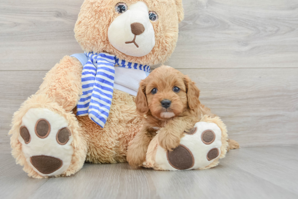 Sweet Cavapoo Baby