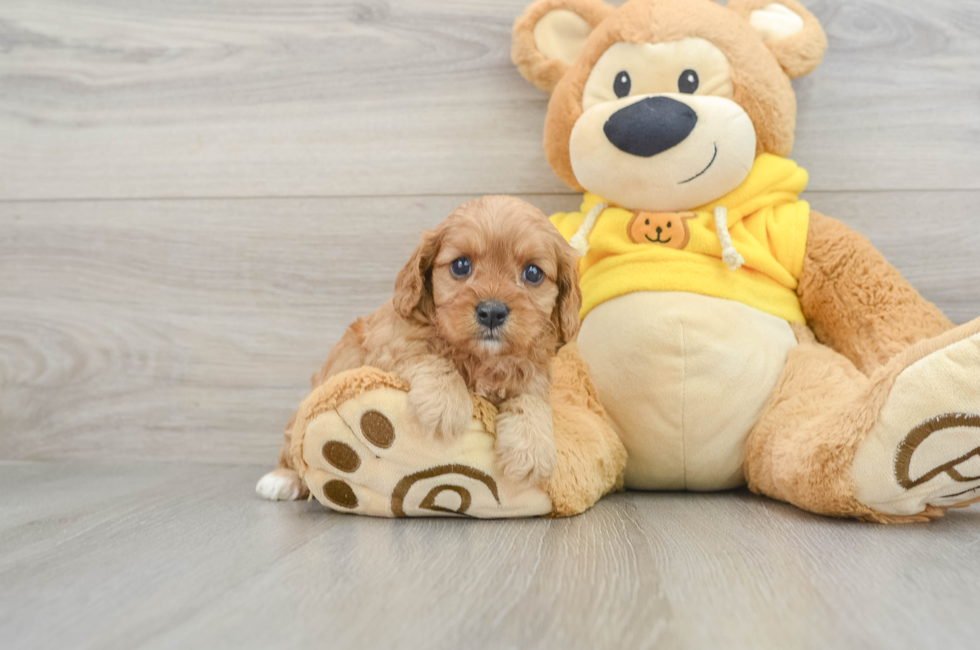 5 week old Cavapoo Puppy For Sale - Puppy Love PR