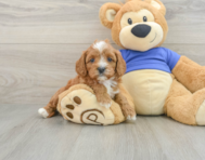 7 week old Cavapoo Puppy For Sale - Puppy Love PR