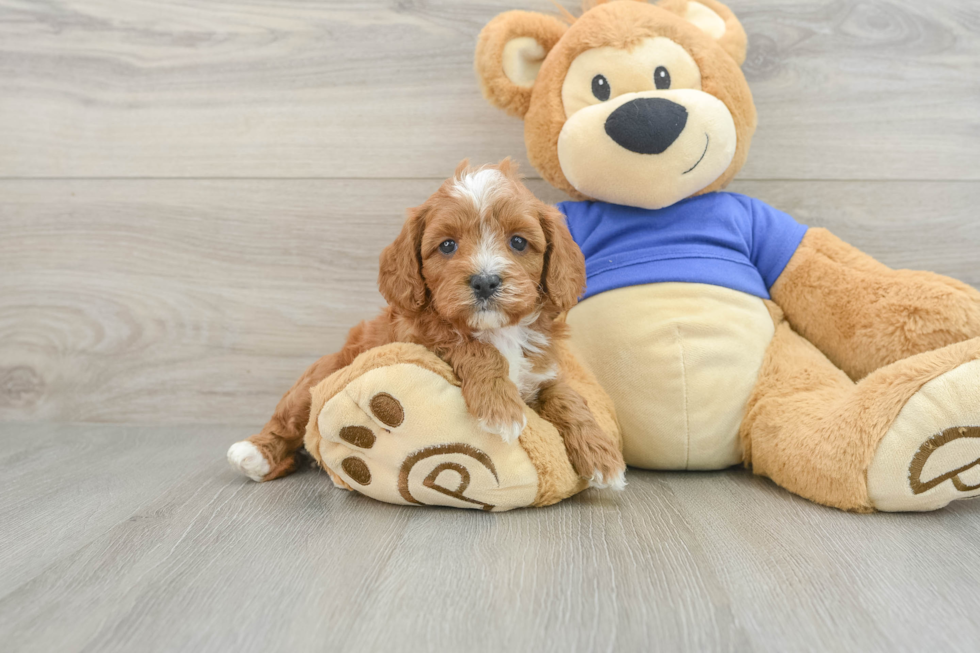 Cavapoo Puppy for Adoption