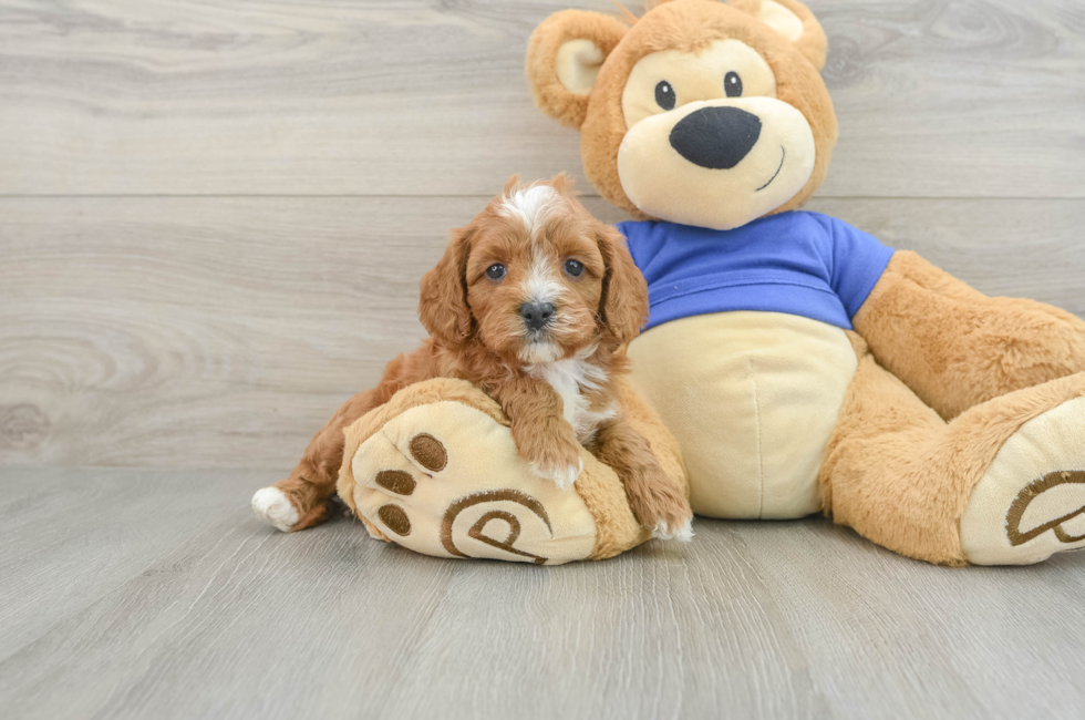 7 week old Cavapoo Puppy For Sale - Puppy Love PR