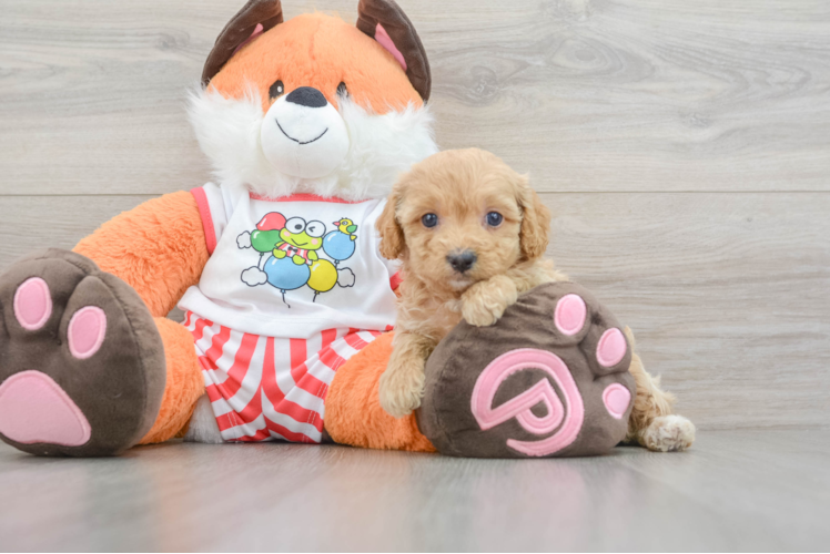 Best Cavapoo Baby