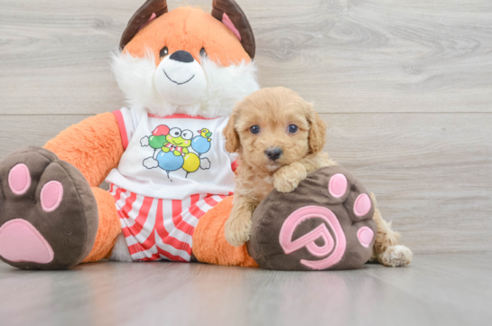 Best Cavapoo Baby