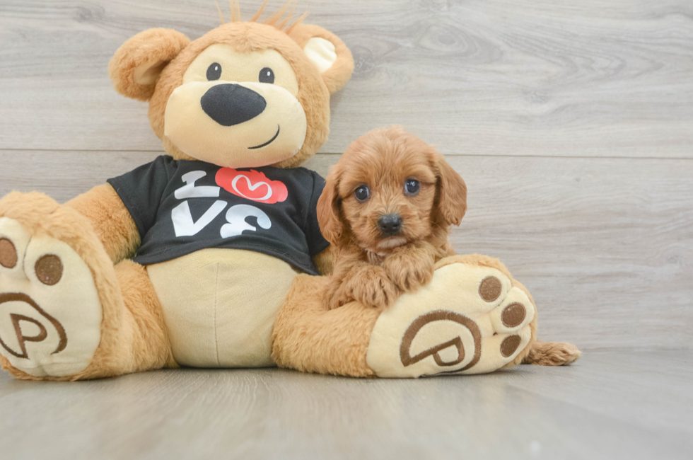 5 week old Cavapoo Puppy For Sale - Puppy Love PR