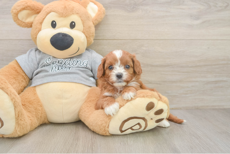 Sweet Cavapoo Baby