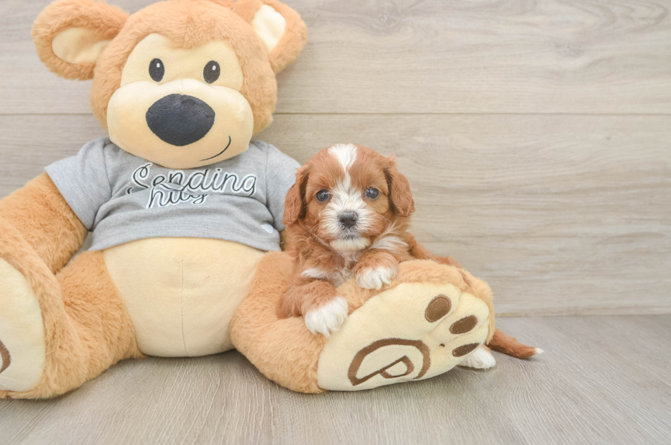 5 week old Cavapoo Puppy For Sale - Puppy Love PR