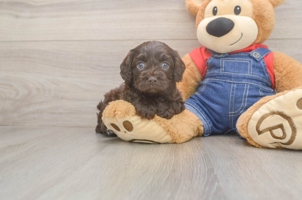 5 week old Cavapoo Puppy For Sale - Puppy Love PR