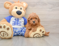 8 week old Cavapoo Puppy For Sale - Puppy Love PR