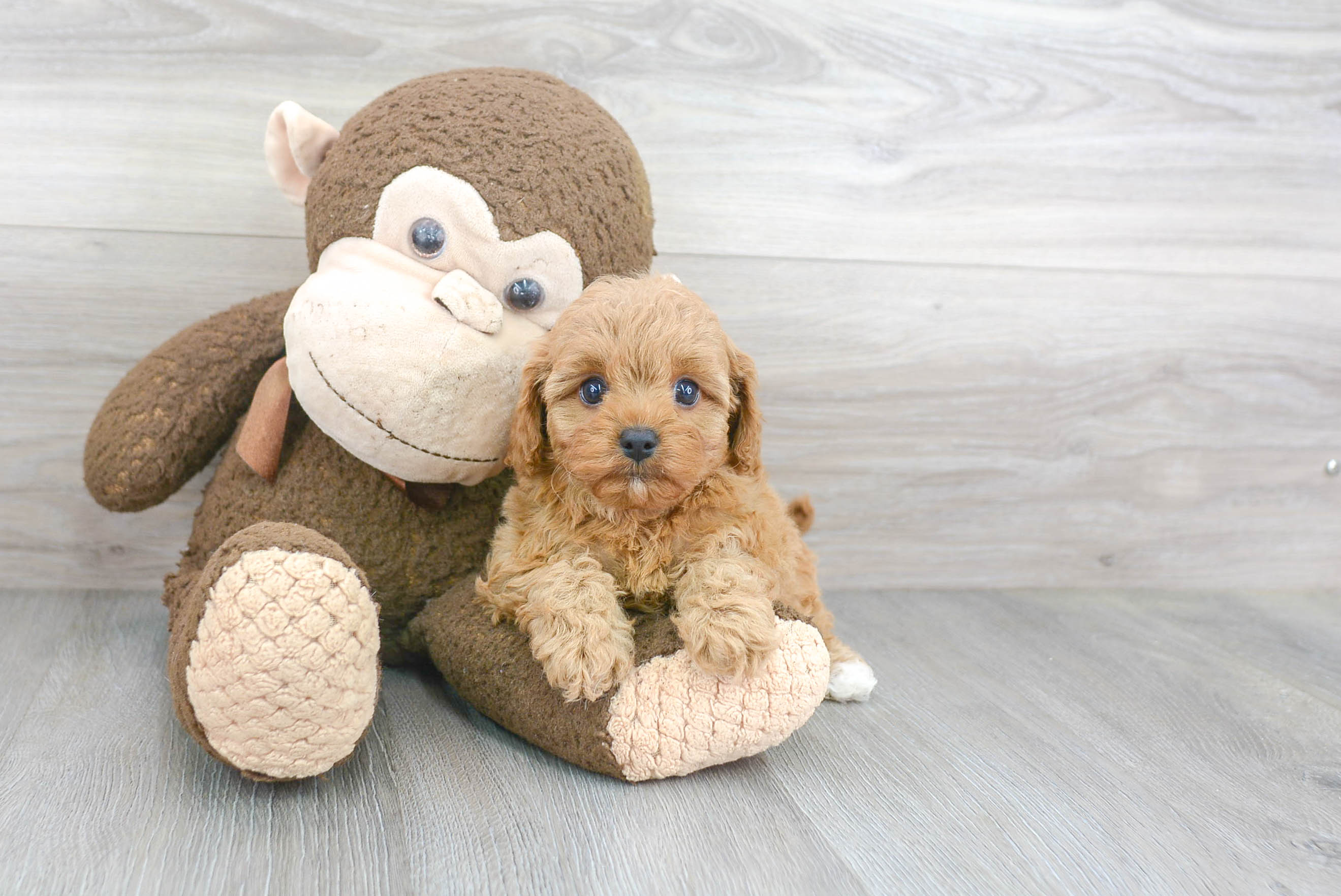 Cavapoo Puppy for Adoption