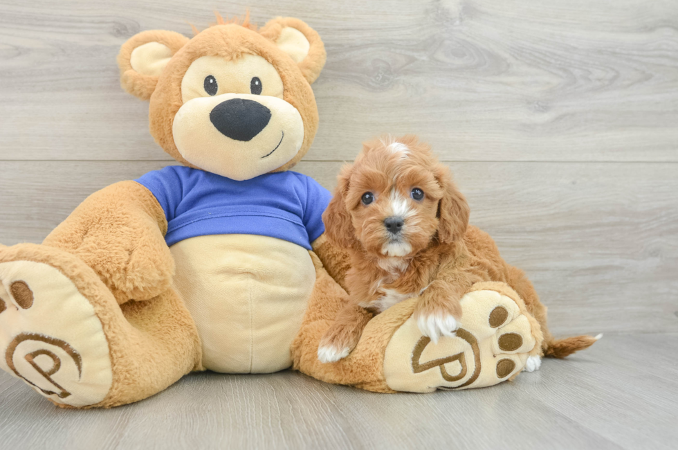 7 week old Cavapoo Puppy For Sale - Puppy Love PR