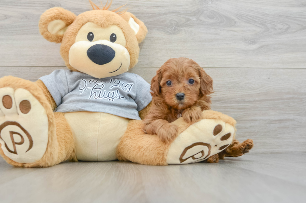 6 week old Cavapoo Puppy For Sale - Puppy Love PR