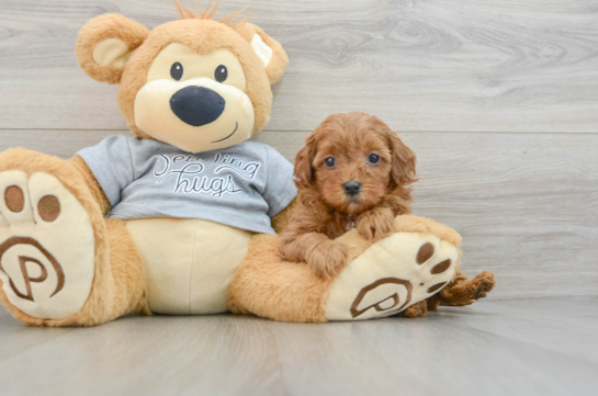 Friendly Cavapoo Baby