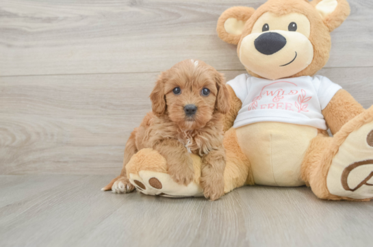 Best Cavapoo Baby