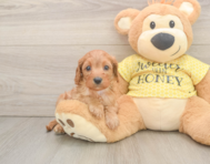 9 week old Cavapoo Puppy For Sale - Puppy Love PR
