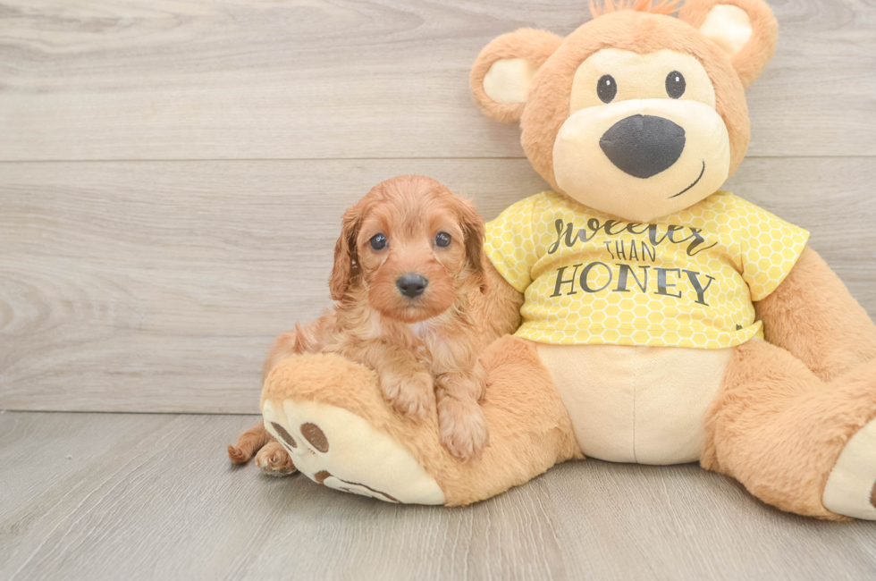 7 week old Cavapoo Puppy For Sale - Puppy Love PR