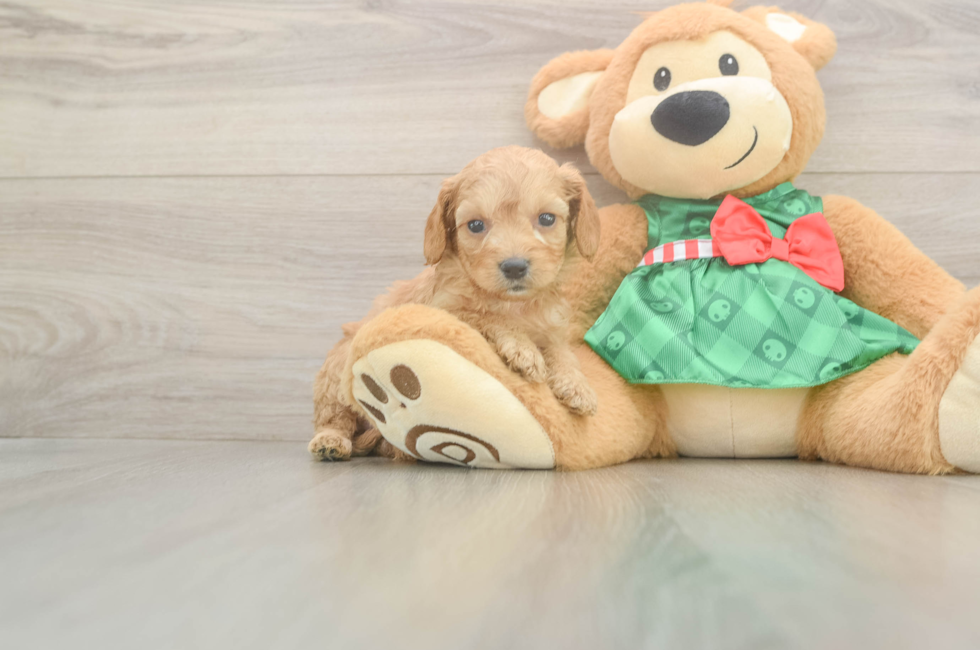 5 week old Cavapoo Puppy For Sale - Puppy Love PR