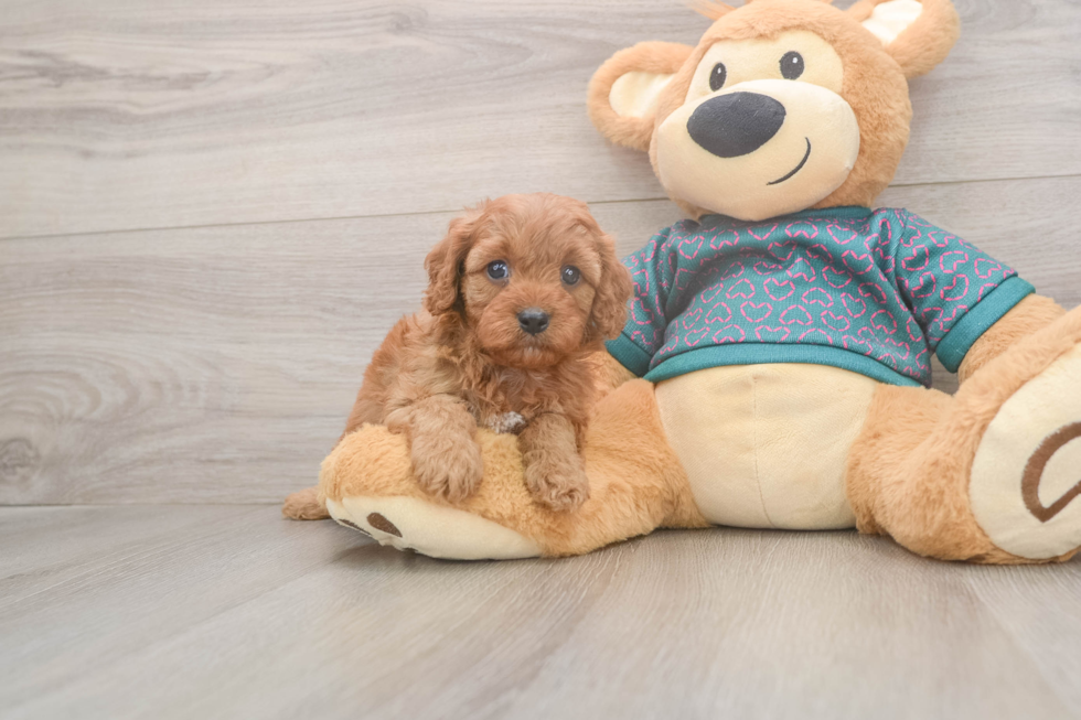 Cavapoo Pup Being Cute