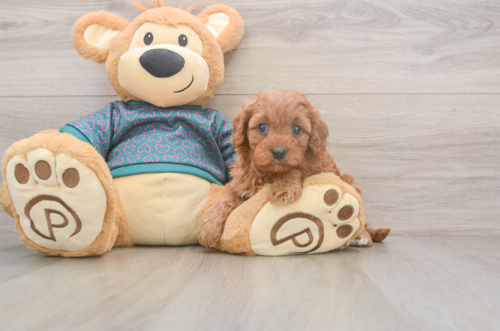 5 week old Cavapoo Puppy For Sale - Puppy Love PR