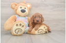 Best Cavapoo Baby