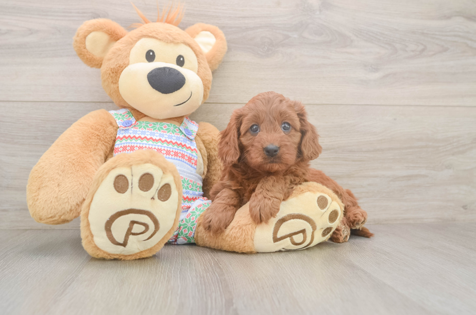 6 week old Cavapoo Puppy For Sale - Puppy Love PR