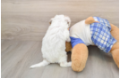 Best Cavapoo Baby