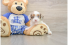 Cavapoo Pup Being Cute