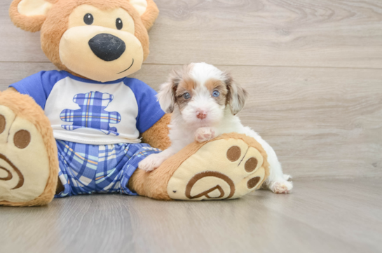 Cavapoo Pup Being Cute