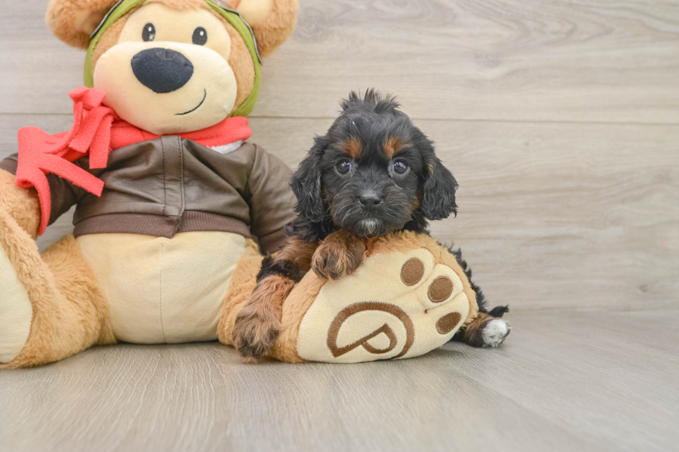 Fluffy Cavapoo Poodle Mix Pup