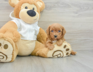 9 week old Cavapoo Puppy For Sale - Puppy Love PR