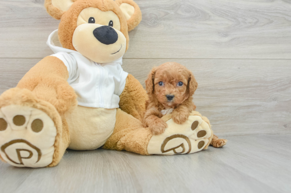 9 week old Cavapoo Puppy For Sale - Puppy Love PR