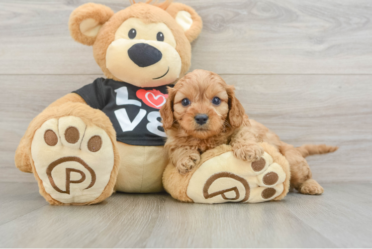 Cavapoo Pup Being Cute