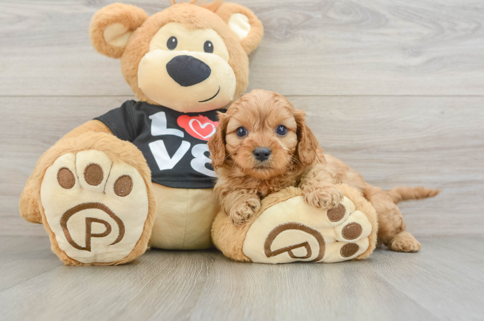 6 week old Cavapoo Puppy For Sale - Puppy Love PR
